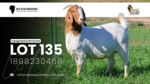 1 X BOER GOAT FLOCK DOE VEA Stud Breeders