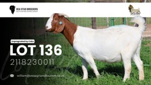 1 X BOER GOAT STUD DOE VEA Stud Breeders