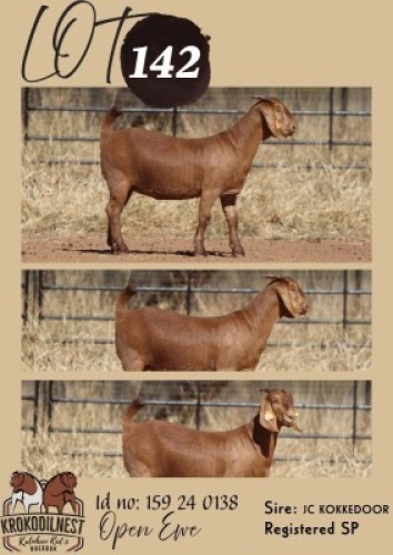 1 X KALAHARI RED FLOCK DOE Krokodilnest Stoet