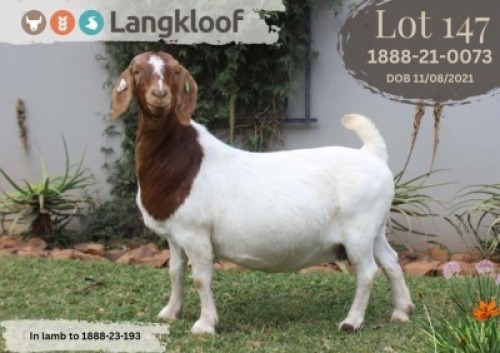 1 X BOER GOAT FLOCK COLOR DOE Langkloof Boer Goat Stud