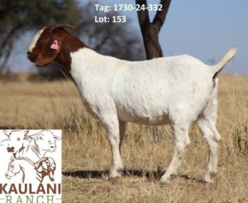 1 X BOER GOAT FLOCK DOE Kaulani Ranch