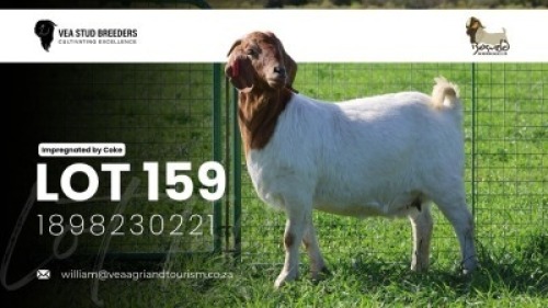 WITHDRAWN - 1 X BOER GOAT DOE VEA Stud Breeders