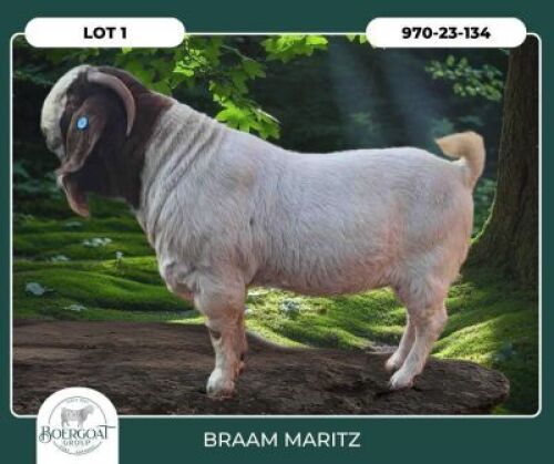 1 X BOER GOAT STUD BUCK Braam Maritz Boerbokstoet