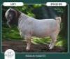 1 X BOER GOAT STUD BUCK Braam Maritz Boerbokstoet