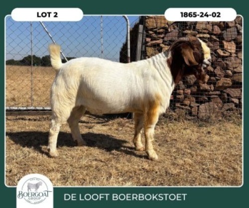 1 X BOER GOAT FLOCK BUCK Delooft Boerbokstoet