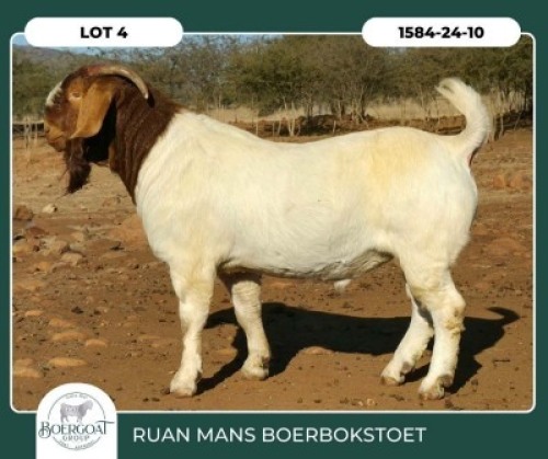1 X BOER GOAT STUD BUCK Ruan Mans