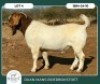 1 X BOER GOAT STUD BUCK Ruan Mans