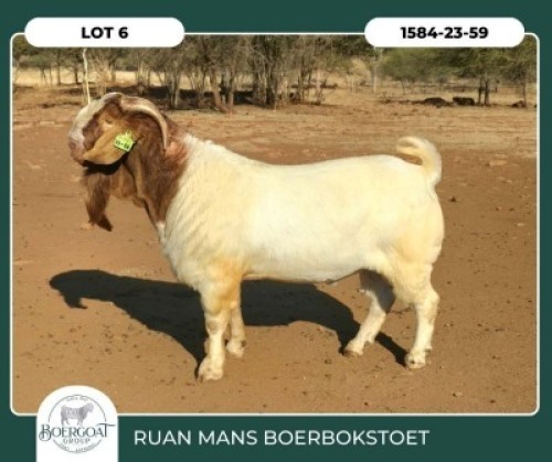 1 X BOER GOAT STUD BUCK Ruan Mans