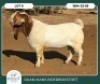 1 X BOER GOAT STUD BUCK Ruan Mans - 2