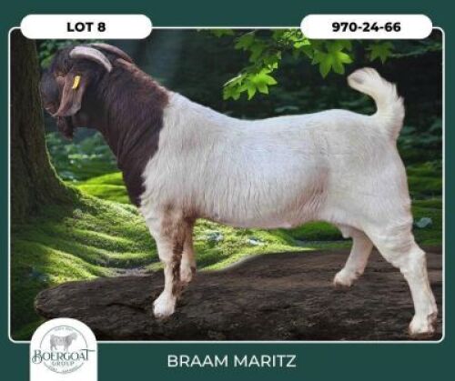 1 X BOER GOAT FLOCK BUCK Braam Maritz Boerbokstoet