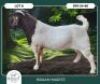 1 X BOER GOAT FLOCK BUCK Braam Maritz Boerbokstoet