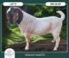 1 X BOER GOAT STUD BUCK Braam Maritz Boerbokstoet