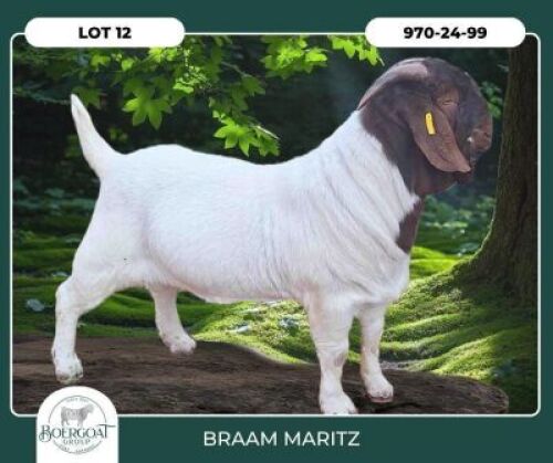 1 X BOER GOAT STUD BUCK Braam Maritz Boerbokstoet