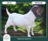 1 X BOER GOAT STUD BUCK Braam Maritz Boerbokstoet