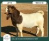 1 X BOER GOAT STUD BUCK Ruan Mans