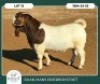 1 X BOER GOAT STUD BUCK Ruan Mans - 2