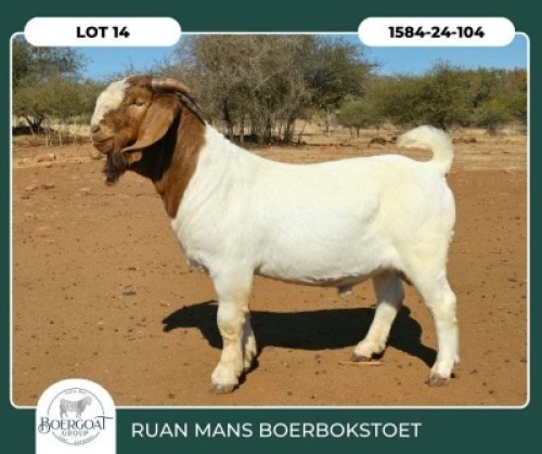 1 X BOER GOAT FLOCK BUCK Ruan Mans