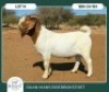 1 X BOER GOAT FLOCK BUCK Ruan Mans