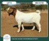1 X BOER GOAT FLOCK BUCK Ruan Mans - 2