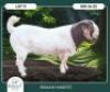 1 X BOER GOAT STUD BUCK Braam Maritz Boerbokstoet
