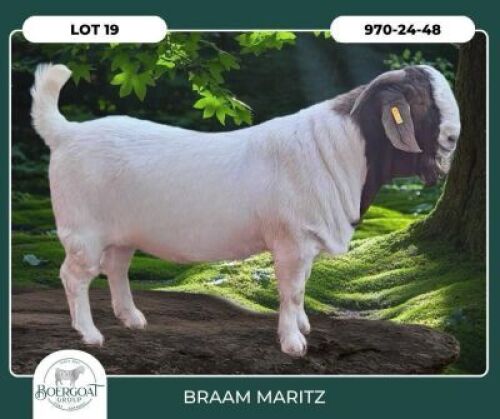 1 X BOER GOAT STUD BUCK Braam Maritz Boerbokstoet