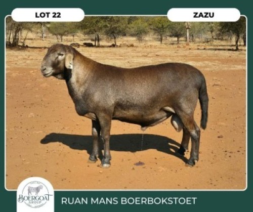 1 X MEATMASTER RAM Ruan Mans