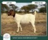 1 X BOER GOAT FLOCK DOE Wimi Sada Boerbok Stoet