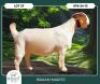 1 X BOER GOAT STUD DOE Braam Maritz Boerbokstoet