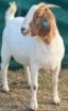 1 X BOER GOAT STUD DOE Juwel of Africa - 5