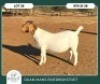 1 X BOER GOAT STUD DOE Ruan Mans - 2