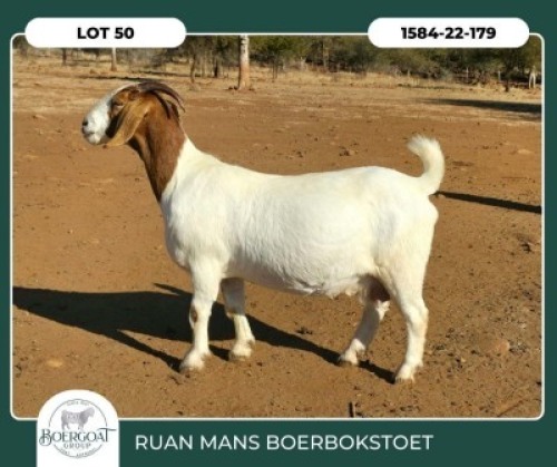 1+2 X BOER GOAT FLOCK DOE Ruan Mans