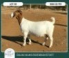 1+2 X BOER GOAT FLOCK DOE Ruan Mans