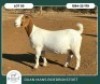 1+2 X BOER GOAT FLOCK DOE Ruan Mans - 2