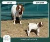 1+1 X BOER GOAT FLOCK DOE Juwel of Africa