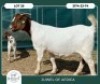 1+1 X BOER GOAT FLOCK DOE Juwel of Africa - 2