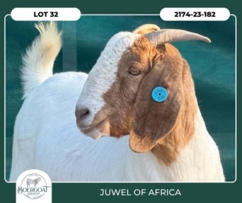 1 X BOER GOAT STUD DOE Juwel of Africa
