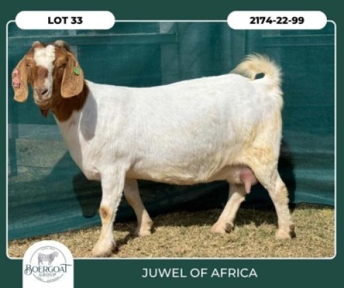 1+1 X BOER GOAT FLOCK DOE Juwel of Africa