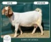1+1 X BOER GOAT FLOCK DOE Juwel of Africa