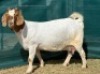 1+1 X BOER GOAT FLOCK DOE Juwel of Africa - 2