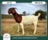 1 X BOER GOAT STUD DOE Wimi Sada Boerbok Stoet