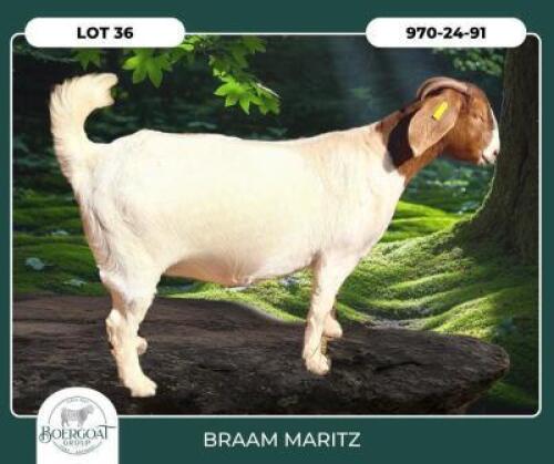1 X BOER GOAT STUD DOE Braam Maritz Boerbokstoet