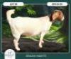 1 X BOER GOAT STUD DOE Braam Maritz Boerbokstoet