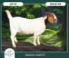 1 X BOER GOAT FLOCK COLOR DOE Braam Maritz Boerbokstoet