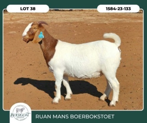 1 X BOER GOAT FLOCK DOE Ruan Mans