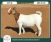 1 X BOER GOAT FLOCK DOE Ruan Mans