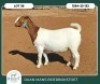 1 X BOER GOAT FLOCK DOE Ruan Mans - 2