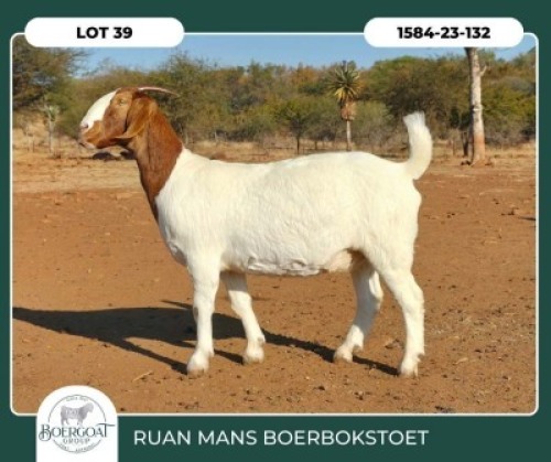 1 X BOER GOAT STUD DOE Ruan Mans