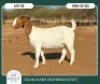 1 X BOER GOAT STUD DOE Ruan Mans - 2