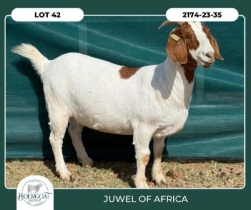 1 X BOER GOAT FLOCK COLOR DOE Juwel of Africa