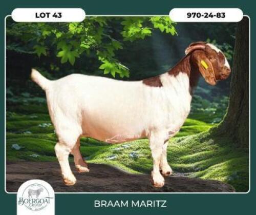 1 X BOER GOAT STUD DOE Braam Maritz Boerbokstoet